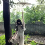 Green Whisper Breeze photo review